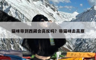 猫咪带到西藏会高反吗？带猫咪去高原