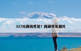 317川藏线秃鹫？西藏秃鹫图片